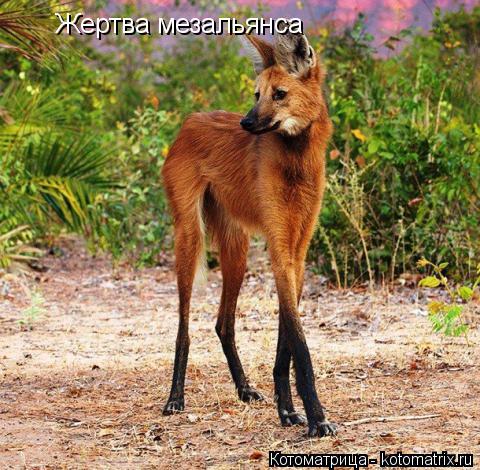 Котоматрица: Жертва мезальянса