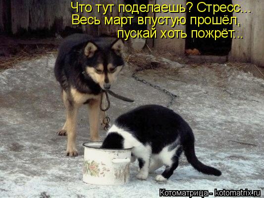 Котоматрица: пускай хоть пожрёт... Что тут поделаешь? Стресс... Весь март впустую прошёл,