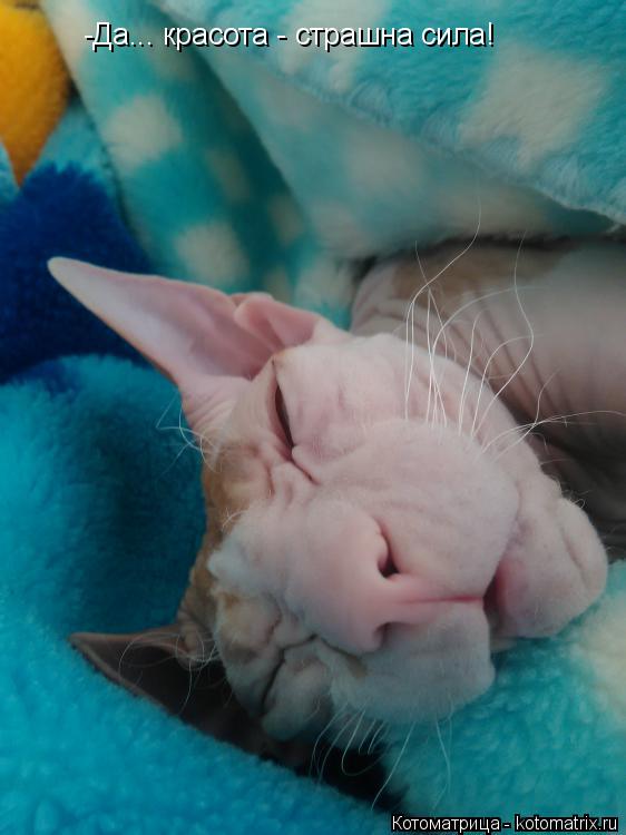 Котоматрица: -Да... красота - страшна сила!