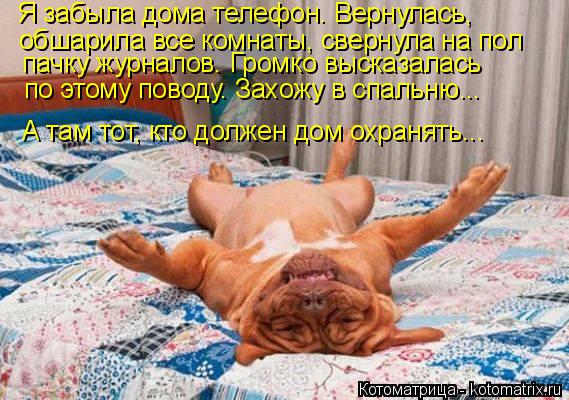 Котоматрица: Я забыла дома телефон. Вернулась,  обшарила все комнаты, свернула на пол  пачку журналов. Громко высказалась  по этому поводу. Захожу в спаль