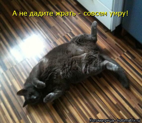 Котоматрица: А не дадите жрать - совсем умру!