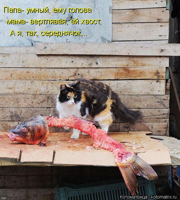 Котоматрица: Папа- умный, ему голова  мама- вертлявая, ей хвост,   А я, так, середнячок...