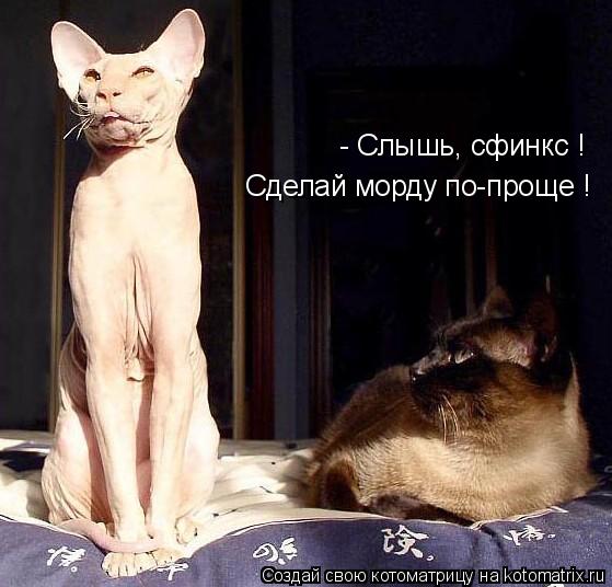 Котоматрица: - Слышь, сфинкс ! Сделай морду по-проще !