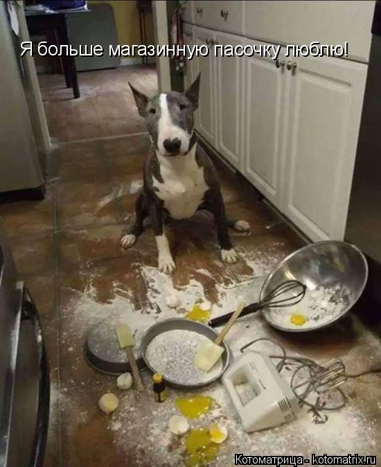 Котоматрица: Я больше магазинную пасочку люблю!