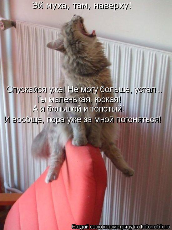 Котоматрица: Эй муха, там, наверху! Спускайся уже! Не могу больше, устал... Ты маленькая, юркая! А я большой и толстый! И вообще, пора уже за мной погоняться!