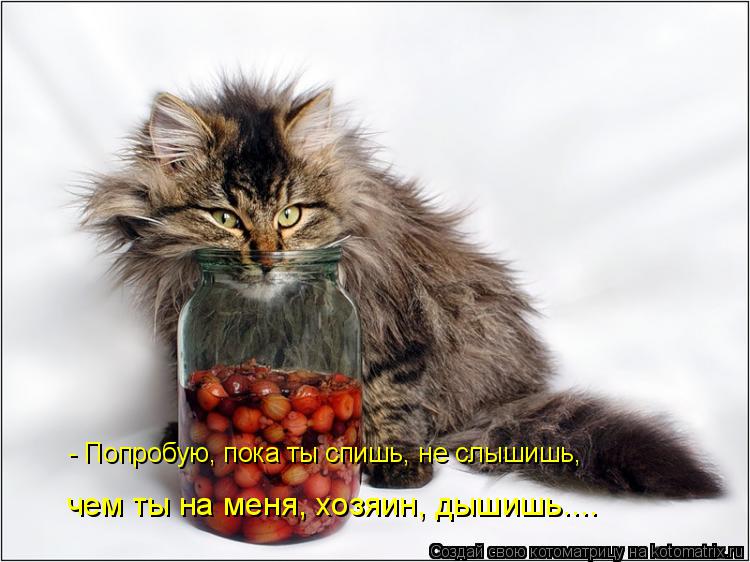 Котоматрица: - Попробую, пока ты спишь, не слышишь, чем ты на меня, хозяин, дышишь....