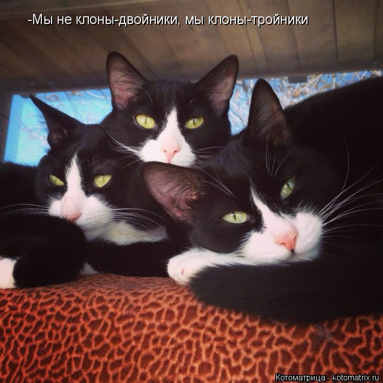 Котоматрица: -Мы не клоны-двойники, мы клоны-тройники