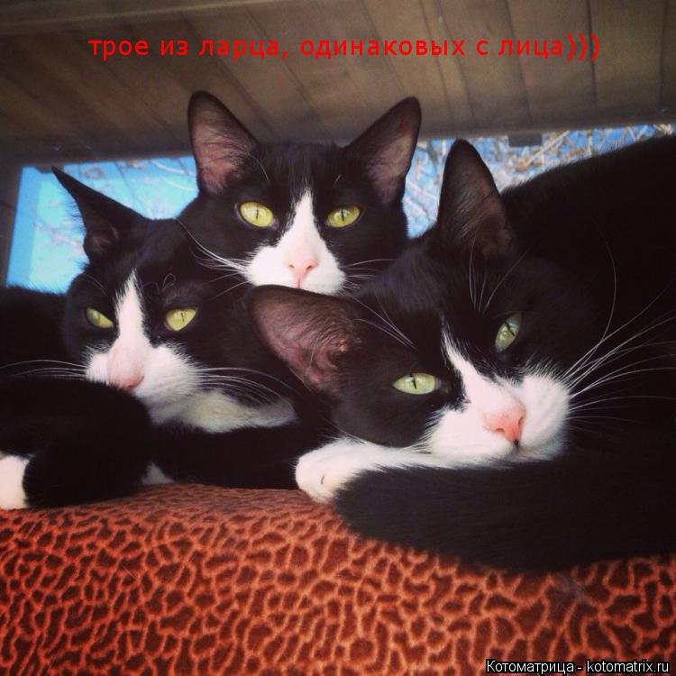 Котоматрица: трое из ларца, одинаковых с лица)))
