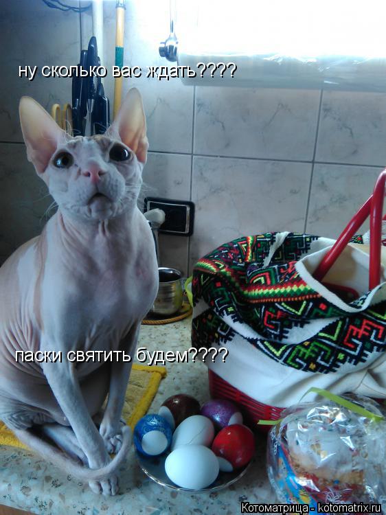 ну сколько вас ждать???? паски когда святить будетем? ну сколько вас ждать???? паски святить будем??... Котоматрица: ну сколько вас ждать???? паски когда святить будетем? ну сколько вас ждать???? паски святить будем????