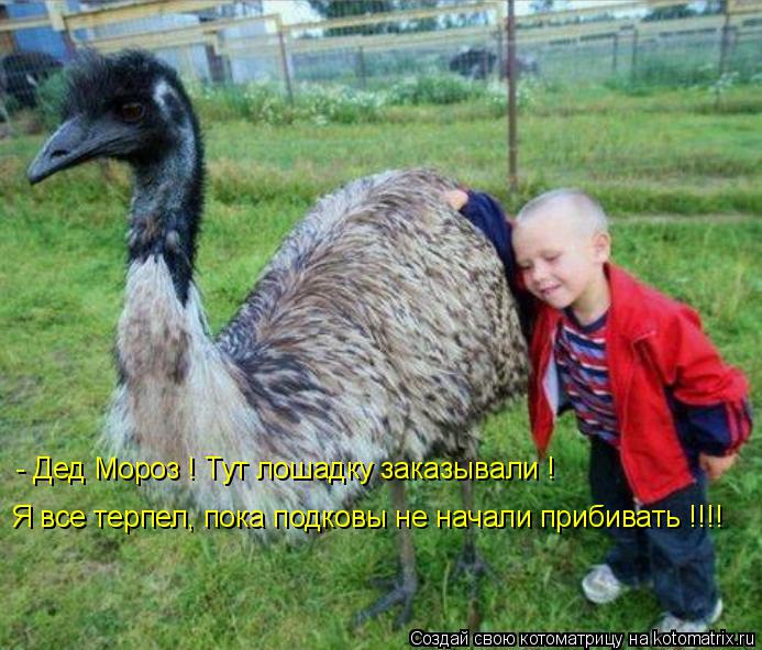 Котоматрица: - Дед Мороз ! Тут лошадку заказывали ! Я все терпел, пока подковы не начали прибивать !!!!