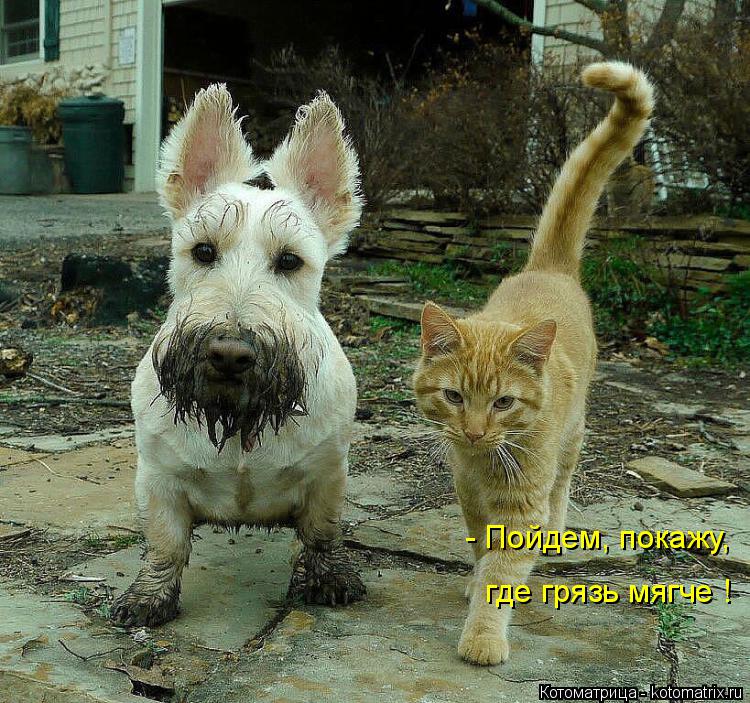 Котоматрица: - Пойдем, покажу,  где грязь мягче !