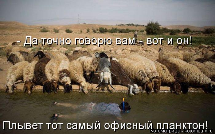 Котоматрица: - Да точно говорю вам - вот и он! Плывет тот самый офисный планктон!