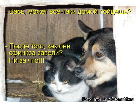 - Вась, может всё-таки домой пойдёшь? - После того, как они сфинкса завели? Ни за что!!!... Котоматрица: - Вась, может всё-таки домой пойдёшь? - После того, как они сфинкса завели? Ни за что!!!