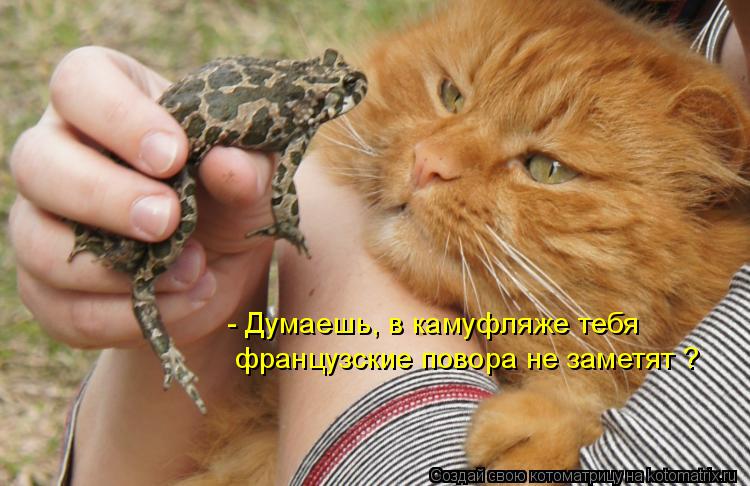 Котоматрица: - Думаешь, в камуфляже тебя французские повора не заметят ?