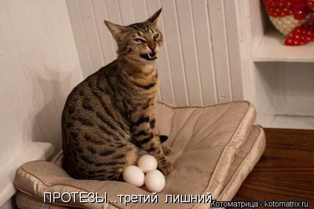 Котоматрица: ПРОТЕЗЫ...третий  лишний.