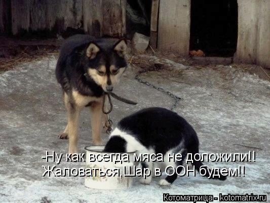 Котоматрица: -Ну как всегда мяса не доложили!! Жаловаться,Шар в ООН будем!!