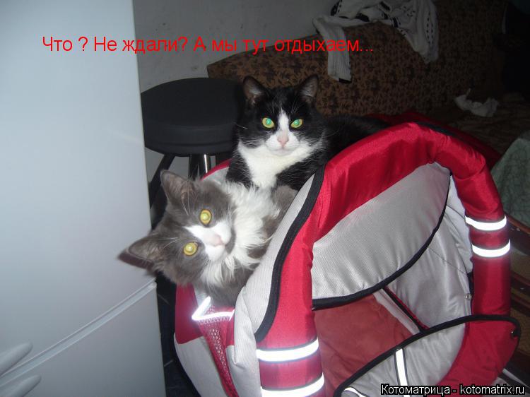 Котоматрица: Что ? Не ждали? А мы тут отдыхаем...