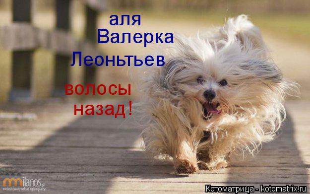 Котоматрица: аля Валерка Леоньтьев волосы назад!