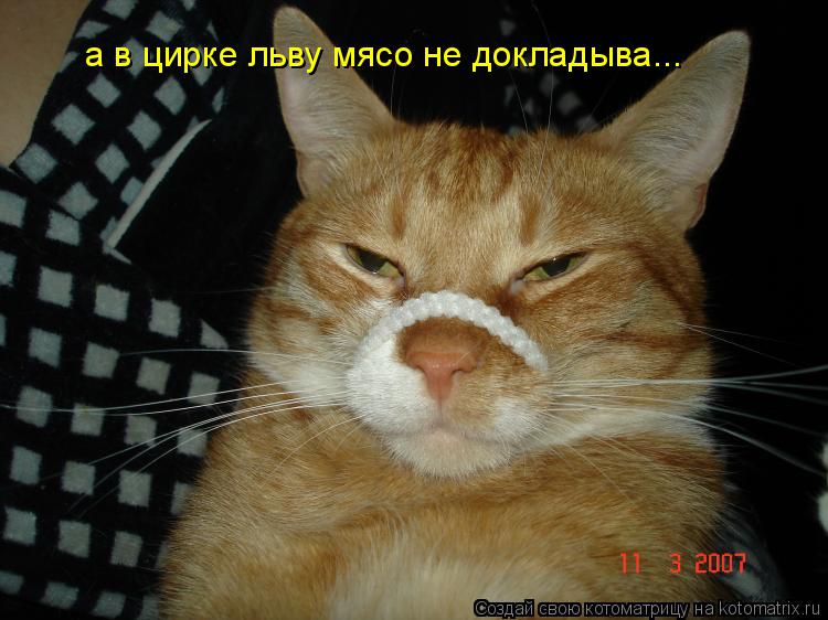 Котоматрица: а в цирке льву мясо не докладыва...