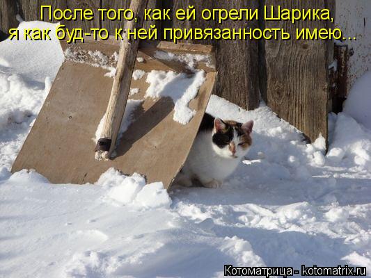 Котоматрица: После того, как ей огрели Шарика, я как буд-то к ней привязанность имею...