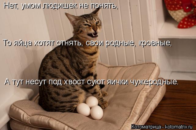 Котоматрица: Нет, умом людишек не понять, То яйца хотят отнять, свои родные, кровные,   А тут несут под хвост суют яички чужеродные.