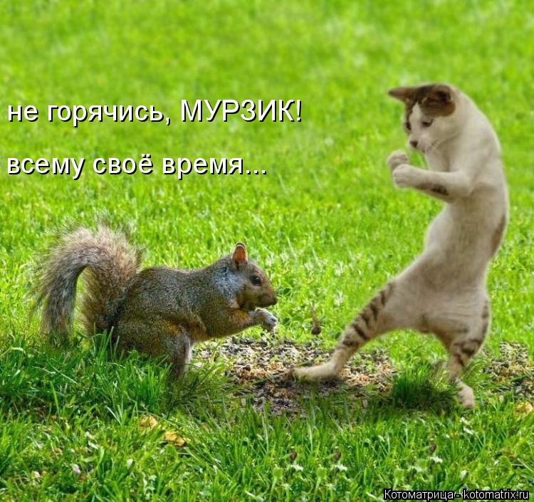 Котоматрица: не горячись, МУРЗИК!  всему своё время...
