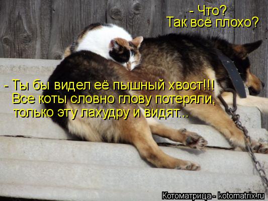 - Что? Так всё плохо? - Ты бы видел её пышный хвост!!! Все коты словно глову потеряли, только эту ла... Котоматрица: - Что? Так всё плохо? - Ты бы видел её пышный хвост!!! Все коты словно глову потеряли, только эту лахудру и видят...