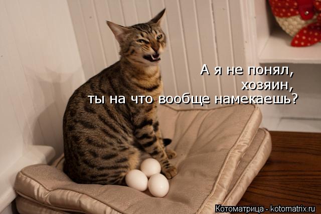 Котоматрица: А я не понял,  хозяин,  ты на что вообще намекаешь?