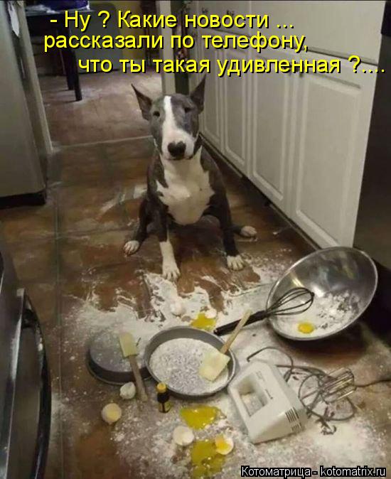 Котоматрица: - Ну ? Какие новости ...  рассказали по телефону, что ты такая удивленная ?....
