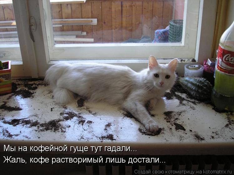 Мы на кофейной гуще тут гадали... Жаль, кофе растворимый лишь достали...... Котоматрица: Мы на кофейной гуще тут гадали... Жаль, кофе растворимый лишь достали...