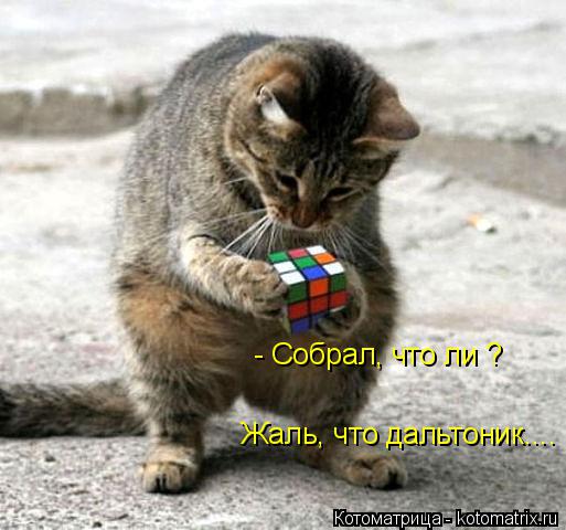 Котоматрица: - Собрал, что ли ? Жаль, что дальтоник....