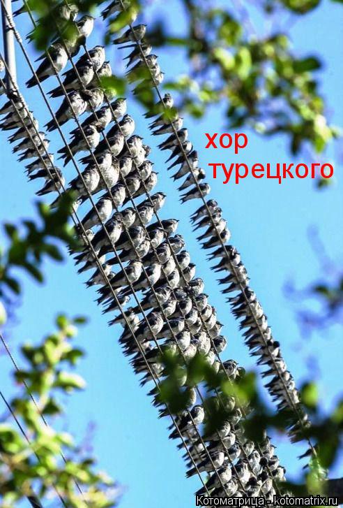Котоматрица: хор турецкого