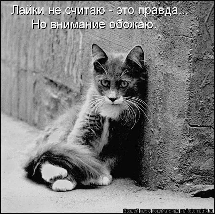 Лайки не считаю - это правда... Но внимание обожаю.... Котоматрица: Лайки не считаю - это правда... Но внимание обожаю.