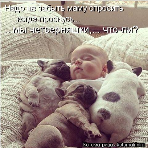 Котоматрица: Надо не забыть маму спросить  ...когда проснусь... ...мы четверняшки,... что-ли?