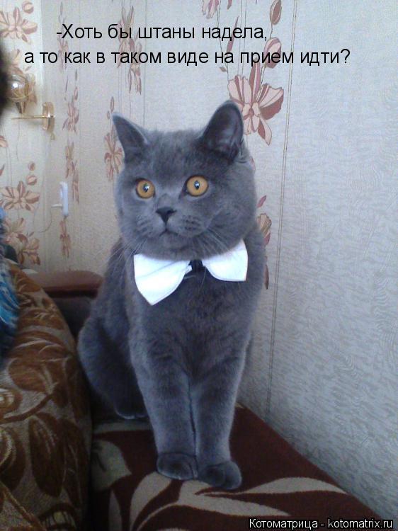 Котоматрица: -Хоть бы штаны надела, а то как в таком виде на прием идти?