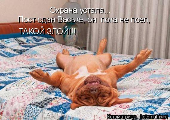 Котоматрица: Охрана устала... Пост сдан Ваське, он  пока не поел, ТАКОЙ ЗЛОЙ!!!