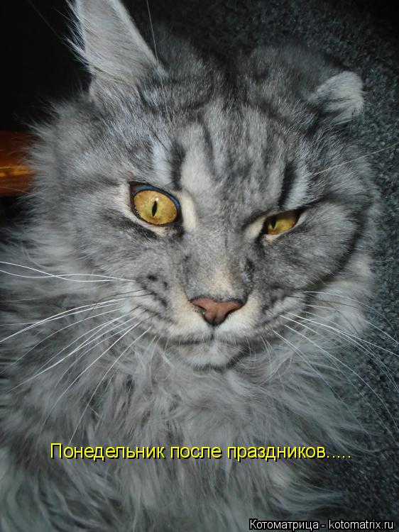 Понедельник после праздников........ Котоматрица: Понедельник после праздников.....