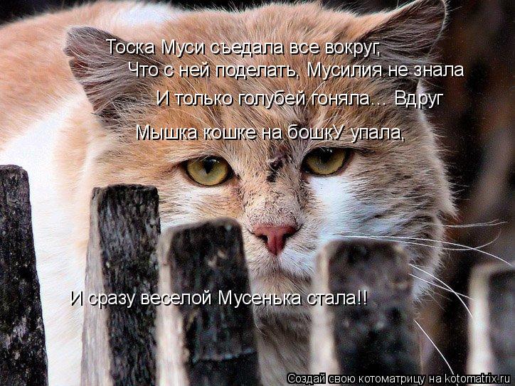 Котоматрица: Тоска Муси съедала все вокруг, Что с ней поделать, Мусилия не знала И только голубей гоняла… Вдруг Мышка кошке на бошкУ упала, И сразу весел