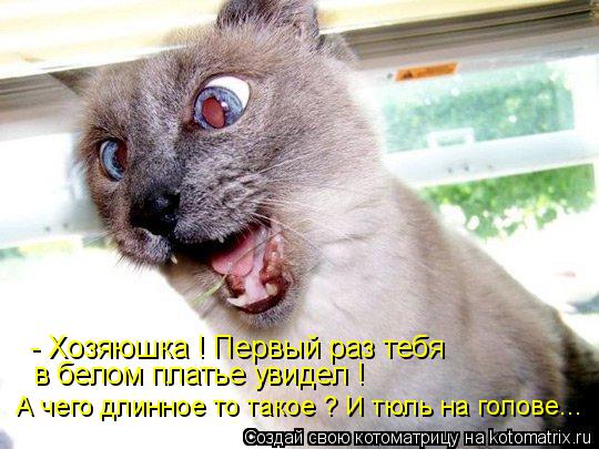 - Хозяюшка ! Первый раз тебя в белом платье увидел ! А чего длинное то такое ? И тюль на голове...... Котоматрица: - Хозяюшка ! Первый раз тебя в белом платье увидел ! А чего длинное то такое ? И тюль на голове...