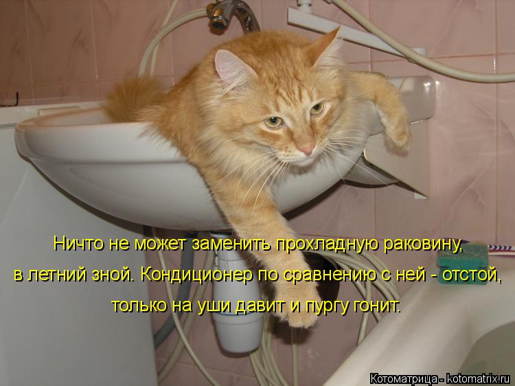 Ничто не может заменить прохладную раковину, в летний зной. Кондиционер по сравнению с ней - отстой... Котоматрица: Ничто не может заменить прохладную раковину, в летний зной. Кондиционер по сравнению с ней - отстой, только на уши давит и пургу гонит.