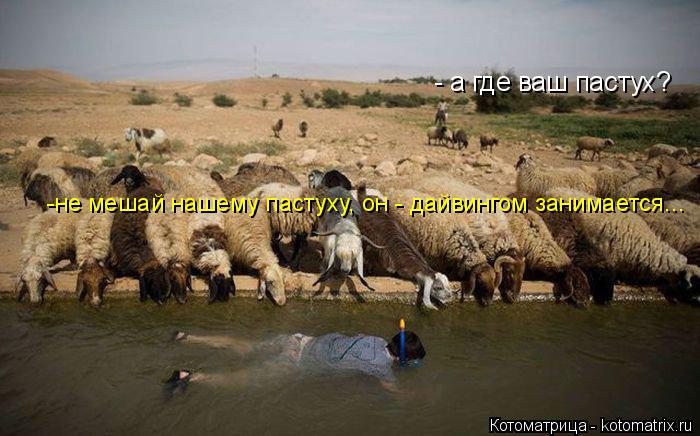 Котоматрица: - а где ваш пастух? -не мешай нашему пастуху, он - дайвингом занимается...