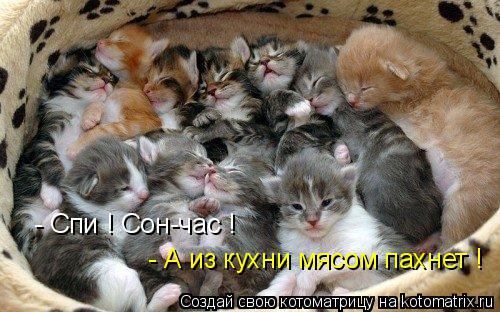 - Спи ! Сон-час ! - А из кухни мясом пахнет !... Котоматрица: - Спи ! Сон-час ! - А из кухни мясом пахнет !