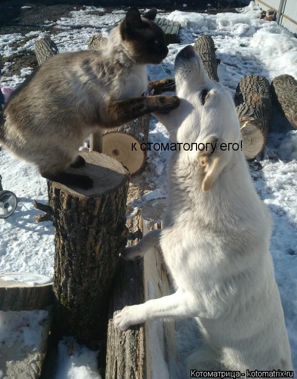 Котоматрица: к стоматологу его!