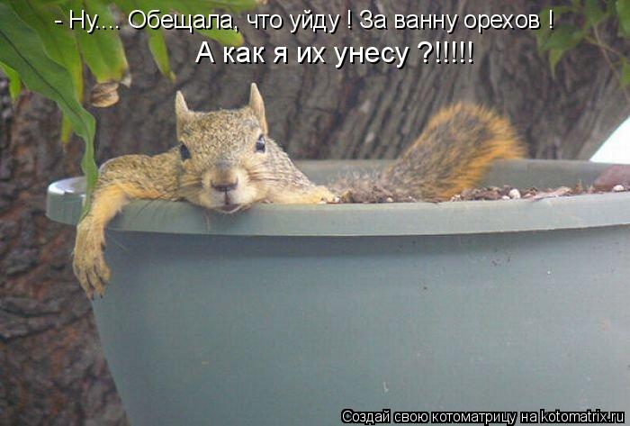 - Ну.... Обещала, что уйду ! За ванну орехов ! А как я их унесу ?!!!!!... Котоматрица: - Ну.... Обещала, что уйду ! За ванну орехов ! А как я их унесу ?!!!!!