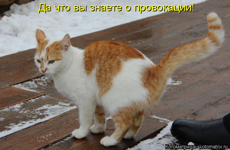 Котоматрица: Да что вы знаете о провокации!