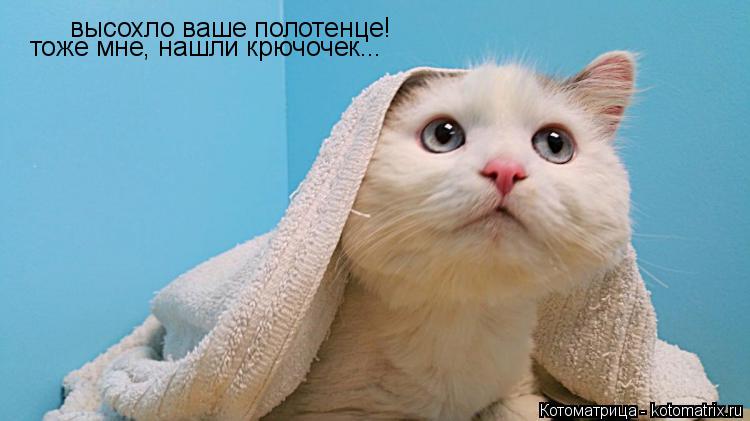 высохло ваше полотенце! тоже мне, нашли крючочек...... Котоматрица: высохло ваше полотенце! тоже мне, нашли крючочек...