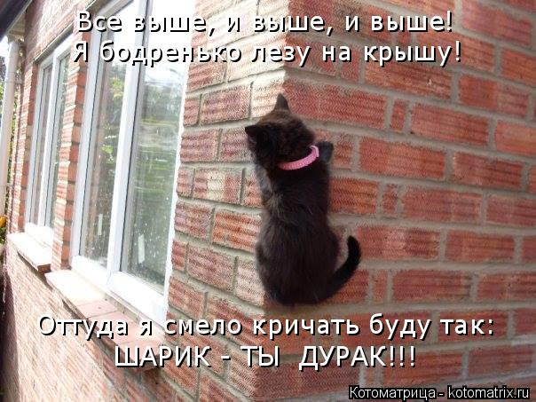 Котоматрица: Все выше, и выше, и выше! Я бодренько лезу на крышу! Оттуда я смело кричать буду так: ШАРИК - ТЫ  ДУРАК!!!