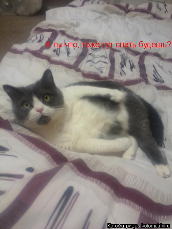 Котоматрица: А ты что, тоже тут спать будешь?!