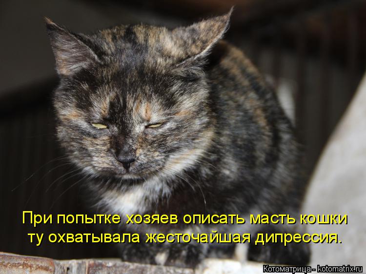 Котоматрица: При попытке хозяев описать масть кошки ту охватывала жесточайшая дипрессия.