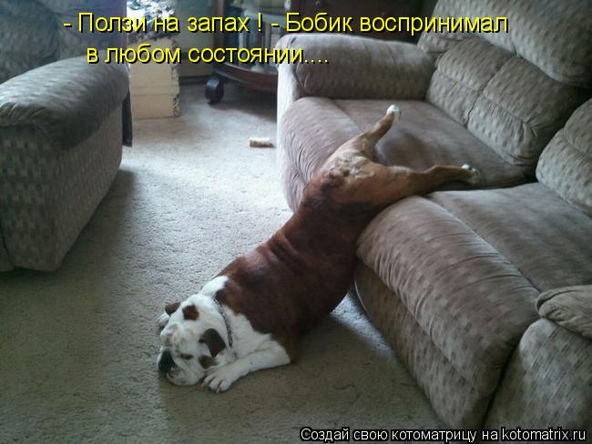 - Ползи на запах ! - Бобик воспринимал в любом состоянии....... Котоматрица: - Ползи на запах ! - Бобик воспринимал в любом состоянии....